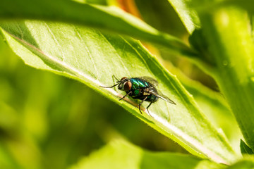Fliegen Flys