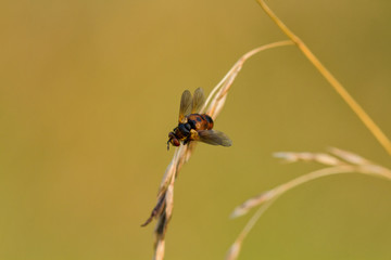 Fliegen Flys