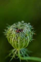 Fliegen Flys