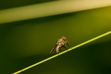 Fliegen Flys