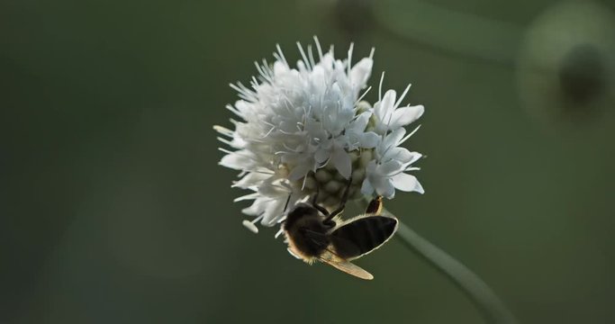 A bee taking nectar and pollinating a flower.