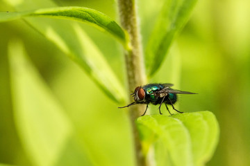 Fliegen Flys