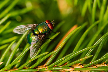 Fliegen Flys