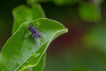 Fliegen Flys