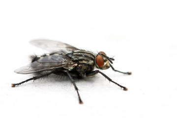 Fototapeta premium Fliegen Flys