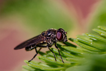 Fliegen Flys