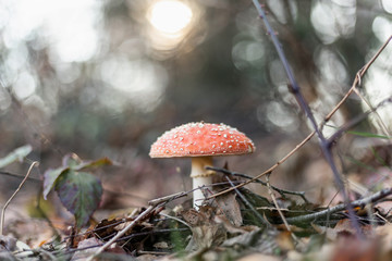 Fliegenpilz am Waldboden inmitten von Ästen und Blätterwerk
