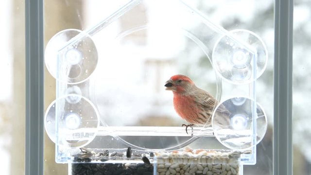 Closeup of red male house finch bird perched on glass window feeder perch, taking in beak, jumping inside and eating sunflower seeds in snow, snowing weather in Virginia