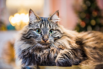 Norwegian forest cat portrait close up with big fluffy muzzle inside interior house. Allergy animal