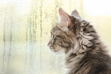 Adorable Maine Coon cat near window at home. Space for text