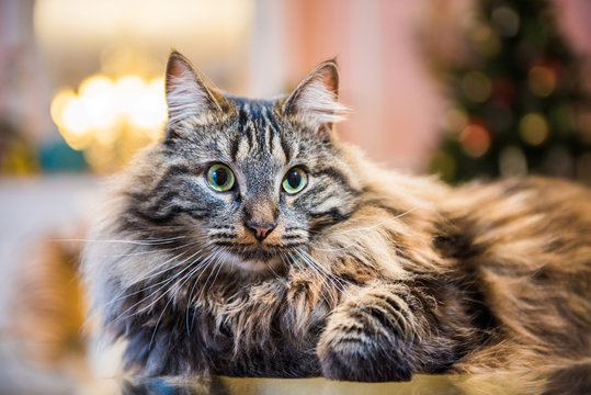 Norwegian forest cat portrait close up with big fluffy muzzle inside interior house. Allergy animal