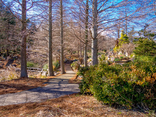 【静岡県伊豆市】初冬の公園風景【修善寺虹の郷】