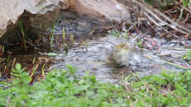 Willow warbler bathing in the water