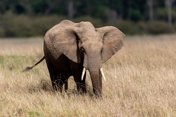 Fototapeta na wymiar African elephant in Masai Mara, Kenya, Africa