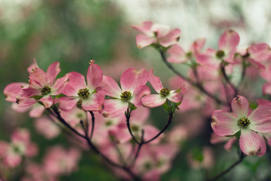 Closeup Of Pink Dogwood Flower In The Spring