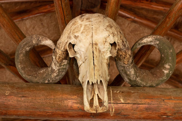 Crânio de Búfalo
