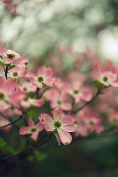 closeup of pink dogwood flower in the spring
