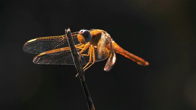 Odonata, Ruddy darter. (Sympetrum sanguineum)