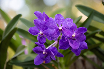 Orchid flower in nature with blurred background.