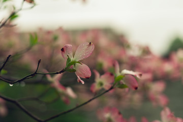 closeup of pink dogwood flower in the spring