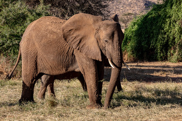Fototapeta premium African elephant, Kenya, Africa