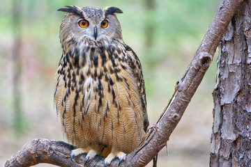 Mathilda, a Great Horned Owl, in Spring