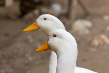 Ducks walking on the ground. Close up.    