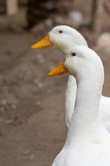 Ducks walking on the ground. Close up.    