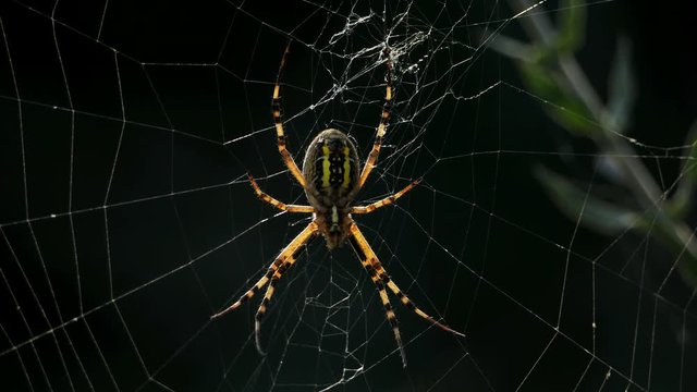 wasp spider on it's web