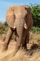 Fototapeta na wymiar African elephant in Kenya Africa
