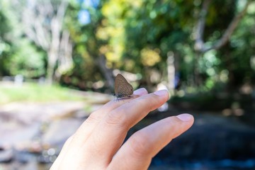 little butterfly hang on the hand