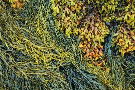 Various marine algae, spiral wrack (Fucus spiralis), channelled wrack (Pelvetia canaliculata), Departement Cotes-d'Armor, Brittany, France, Europe