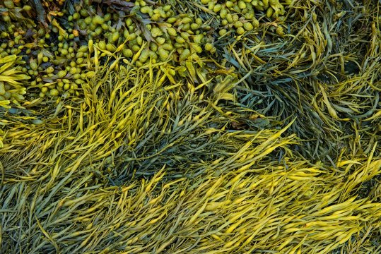 Various marine algae, spiral wrack (Fucus spiralis), channelled wrack (Pelvetia canaliculata), Departement Cotes-d'Armor, Brittany, France, Europe