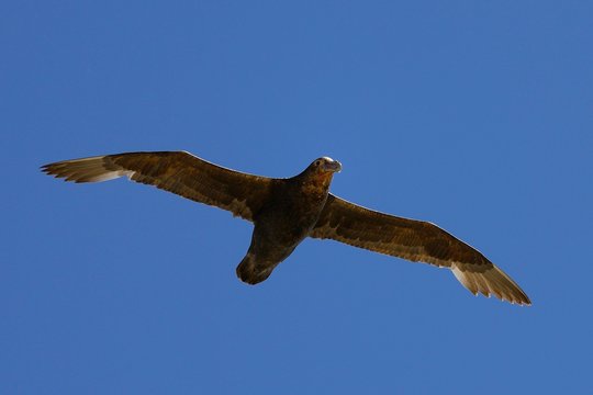 Southern giant petrel (Macronectes giganteus) in flight, Peninsula Valdes, Chubut, Argentina, South America