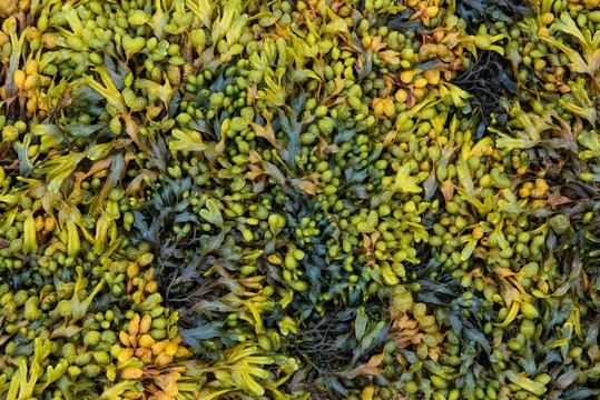 Various marine algae, spiral wrack (Fucus spiralis), channelled wrack (Pelvetia canaliculata), Departement Cotes-d'Armor, Brittany, France, Europe