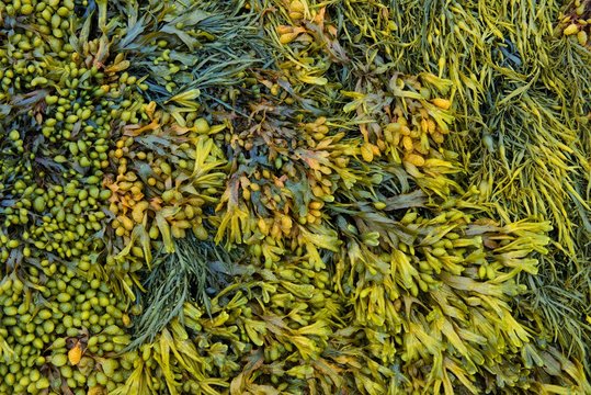 Various marine algae, spiral wrack (Fucus spiralis), channelled wrack (Pelvetia canaliculata), Departement Cotes-d'Armor, Brittany, France, Europe