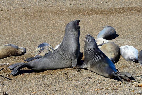 Southern elephant seals (Mirounga leonina), Peninsula Valdes, Chubut, Argentina, South America