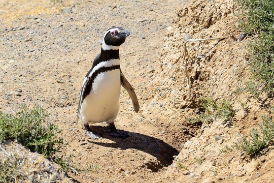 Magellanic penguin (Spheniscus magellanicus) in front of breeding burrow, Caleta Valdes, Peninsula Valdes, Chubut, Argentina, South America