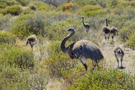 Greater rhea (Rhea americana), old animal with chick walks through bushland, Caleta Valdes, Peninsula Valdes, Chubut, Argentina, South America
