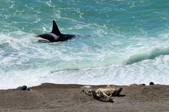 Killer whale (Orcinus orca) searching for prey in front of gravel bank with Southern elephant seals (Mirounga leonina), peninsula Valdes, Chubut, Argentina, South America