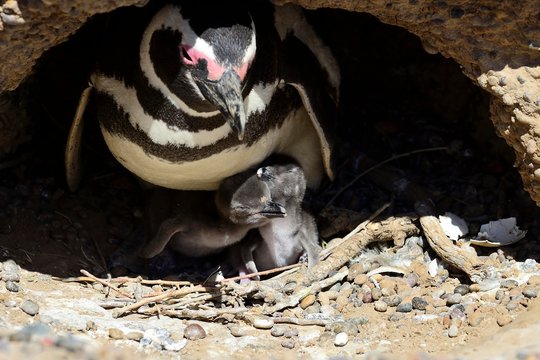 Magellanic penguins (Spheniscus magellanicus), adult animal with two freshly hatched chicks in the breeding burrow, Punta Tombo, Chubut, Argentina, South America