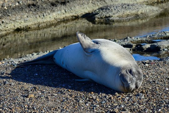 South American sea lion (Otaria flavescens), rests in gravel, Isla Escondida, near Trelew, Chubut, Argentina, South America