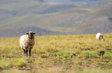 Obraz na płótnie Canvas Oveja de cara negra mirando hacia la cámara en el campo con montañas y otra oveja en el fondo