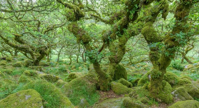 Wistman&acute;s Wood old oak forest, Dartmoor NP, Princetown, England, United Kingdom, Europe