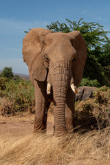 Fototapeta na wymiar African elephant in Kenya Africa