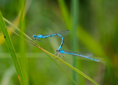 Common blue damselflies (Enallagma cyathigerum), with pairing on Grashalm, Bavaria, Germany, Europe