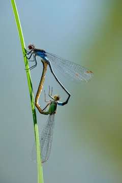 Red-eyed Damselfly (Erythromma najas), pair mating at Grashalm, pairing wheel, Bavaria, Germany, Europe