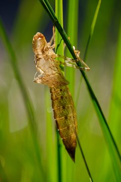 Larval skin, exuvia of a mosaic dragonfly, Bavaria, Germany, Europe