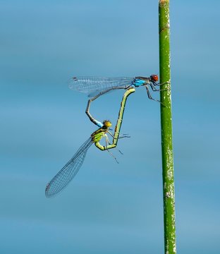 Red-eyed Damselfly (Erythromma najas), pair mating at Grashalm, pairing wheel, Bavaria, Germany, Europe