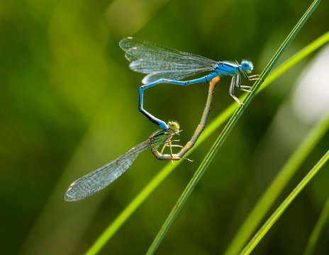 Goblet-marked damselfly (Erythromma lindenii), pairing on blade of grass, pairing wheel, Bavaria, Germany, Europe
